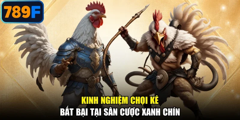 Kinh nghiệm chọi kê bất bại tại sân cược xanh chín